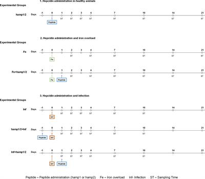 The Era of Antimicrobial Peptides: Use of Hepcidins to Prevent or Treat Bacterial Infections and Iron Disorders